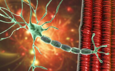 IGF-1 LR3 and Muscle Development