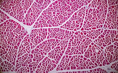 Hexarelin vs GHRP-6: Potential in Muscle and Cardial Function