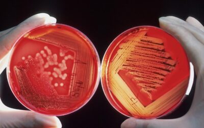 Follistatin-344 Peptide and Cell Proliferation