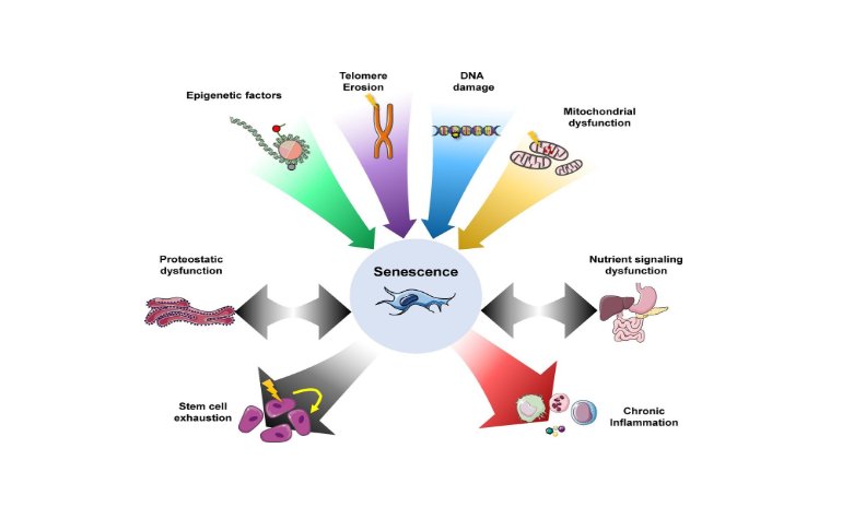 Cell Senescence Factors Cell Senescence Factors