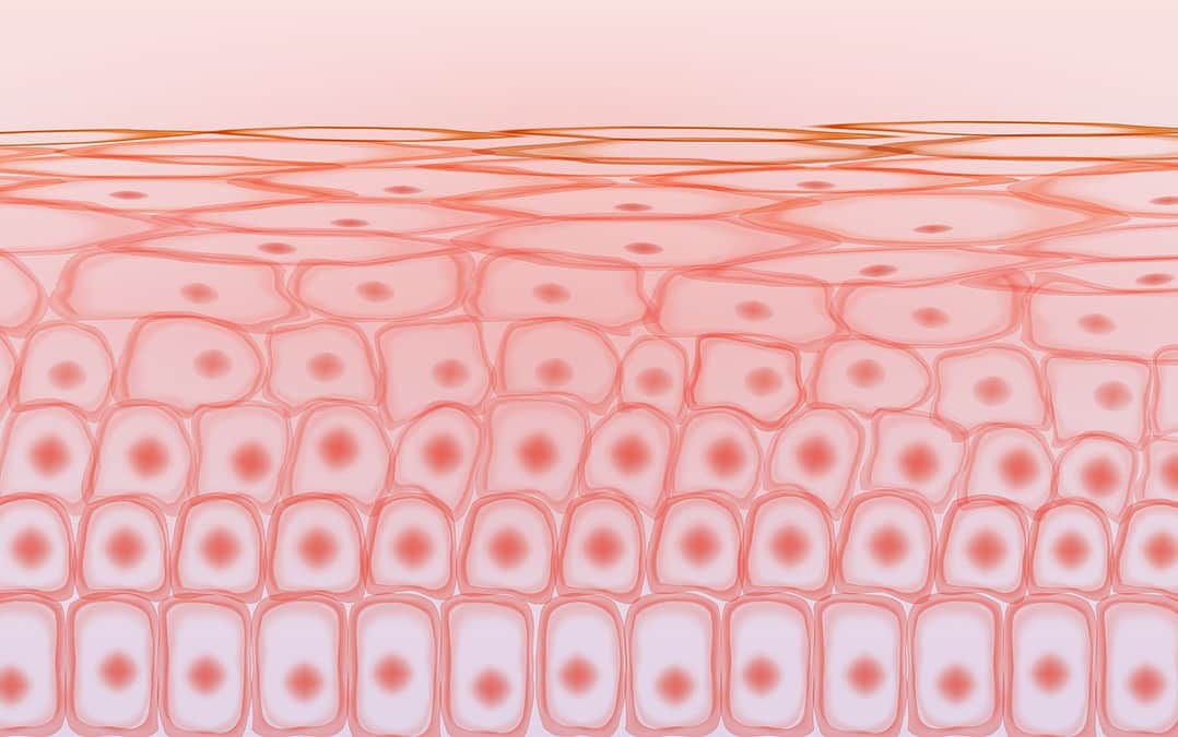 Palmitoyl Tripeptide-5 (Syn-Coll) Peptide: Research in Skin Cell Proliferation and Rejuvenation