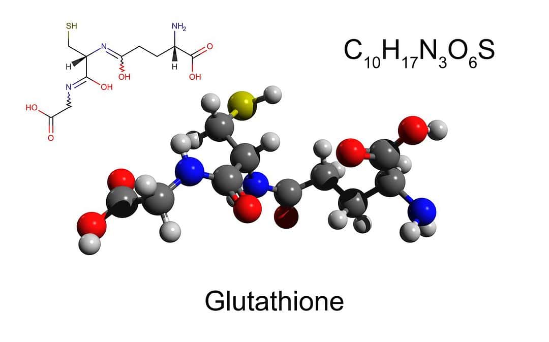 Investigating L-Glutathione Peptide in Cell Aging and Immunity Studies