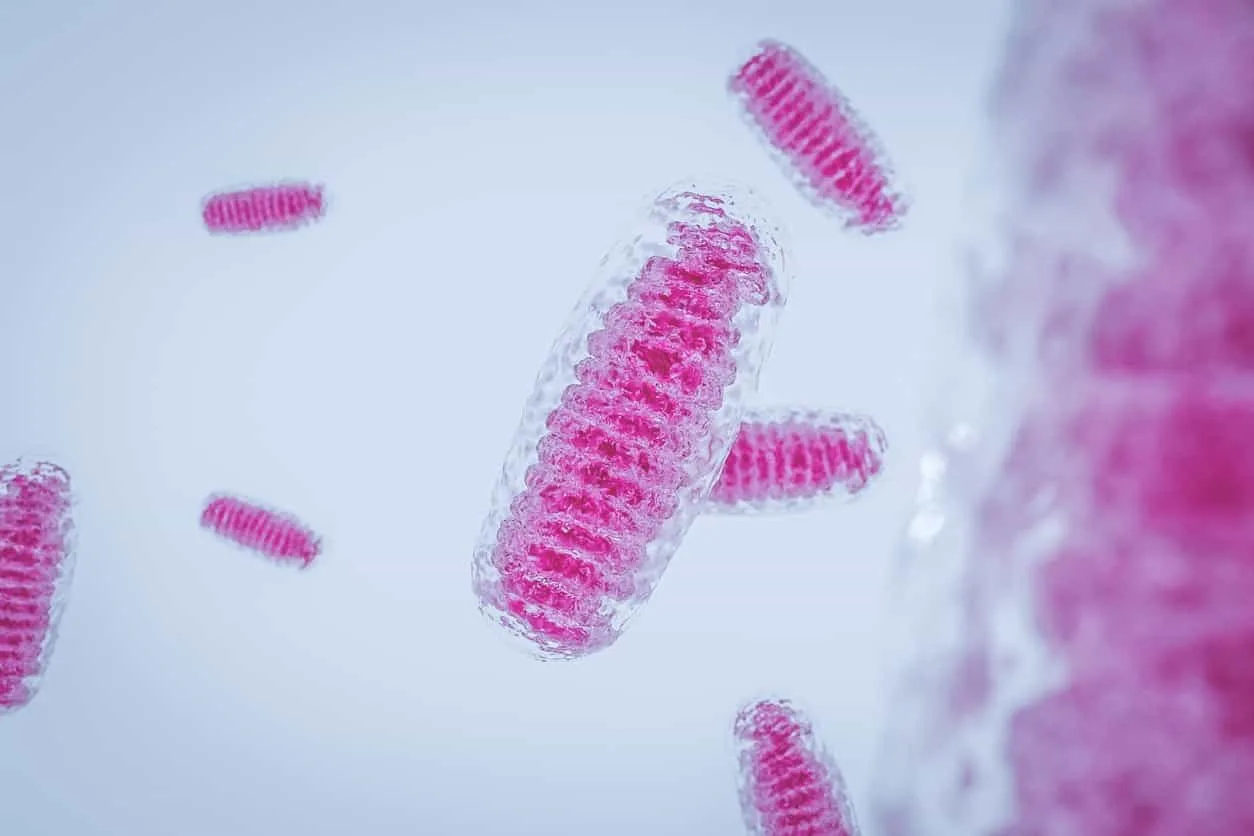 SS-31 Peptide Research in Mitochondrial Functionality