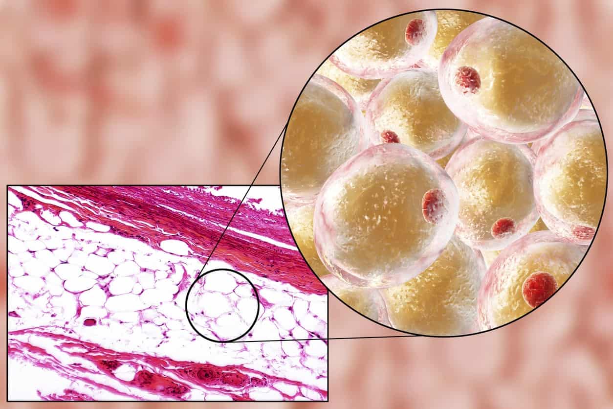 AOD 9604 Peptide: Research in Lipolysis, Cell Regeneration, and Cancer