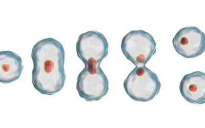 PEG-MGF Peptide Research in Tissue Repair and Cell Regeneration