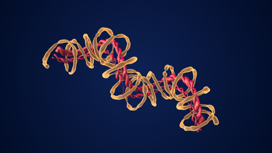 Potential Synergistic Actions with Mod GRF (1-29) & GHRP-6 Blend