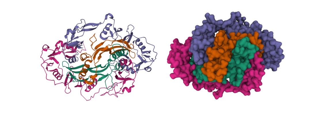 Anabolic and Proliferative Potential of FST-344