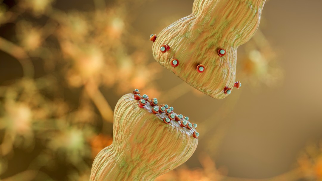 Emideltide Interactions with CNS Neurotransmitters