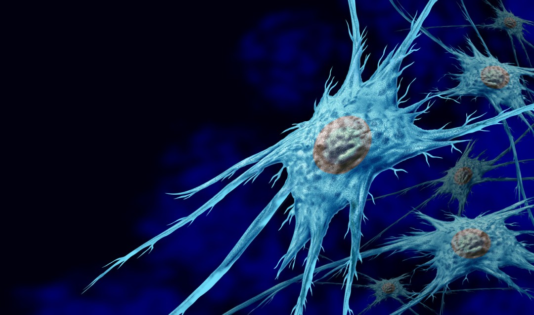 Biopeptide EL: Actions on Fibroblasts & Melanocytes