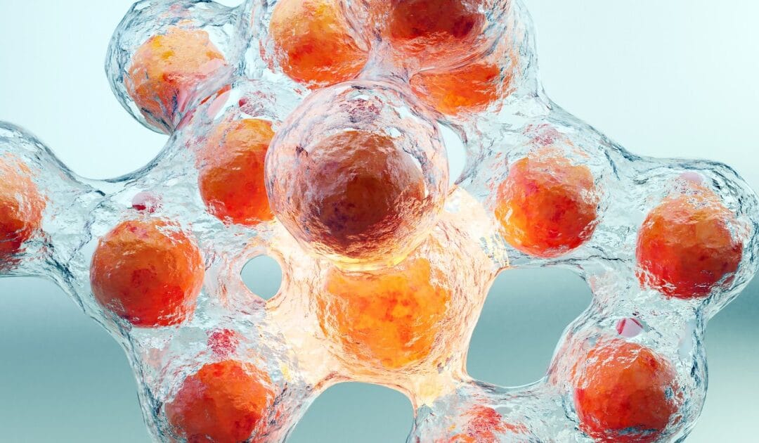 AOD9604 Potential for Fat Cell Breakdown in Adipocytes