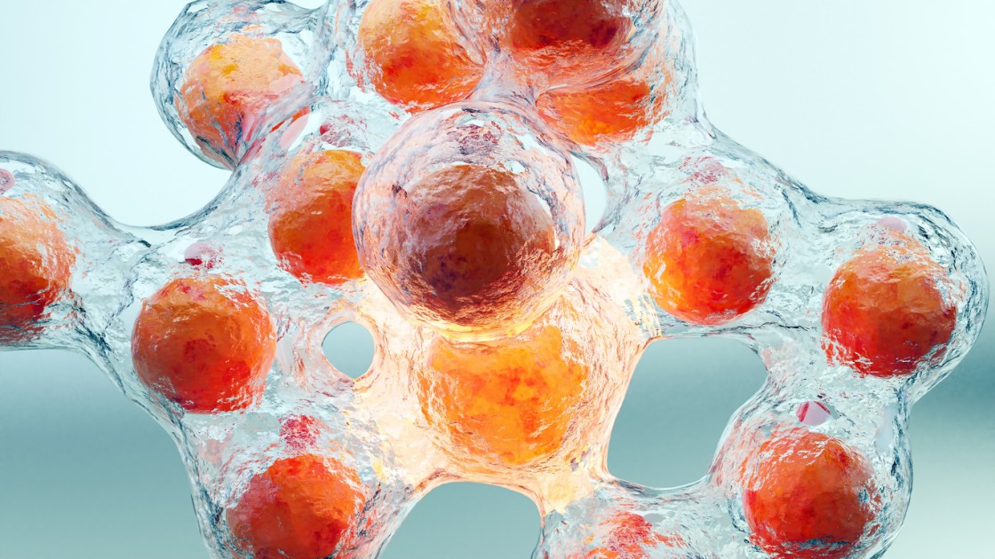 AOD9604 Potential for Fat Cell Breakdown in Adipocytes