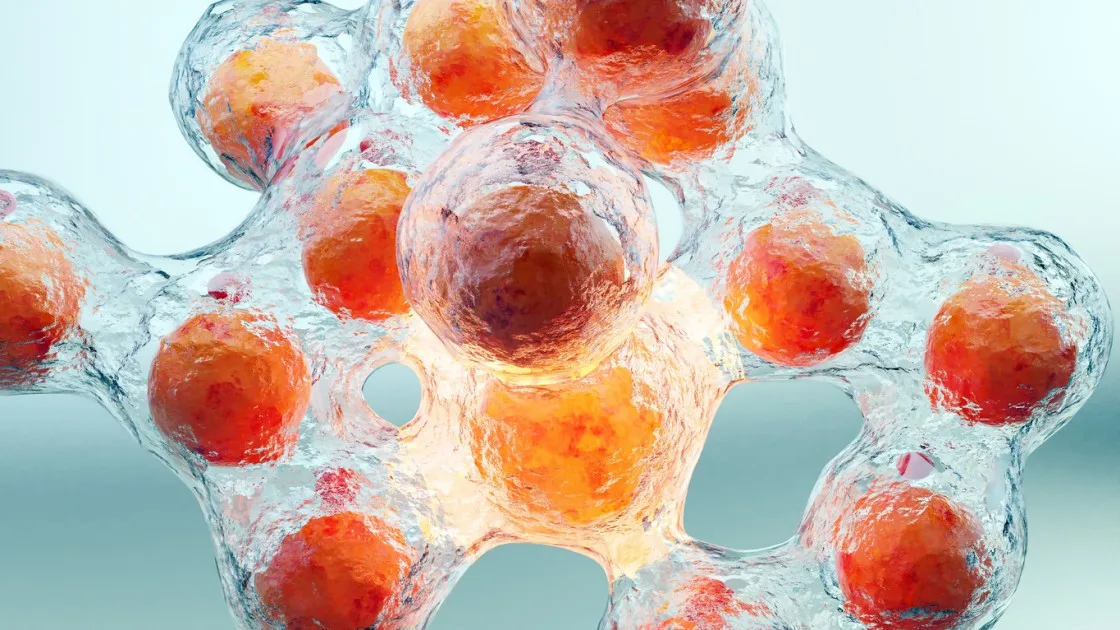 AOD9604 Potential for Fat Cell Breakdown in Adipocytes