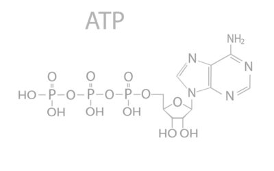 Adipotide (FTPP) Actions on Fat Cell Size and Metabolism