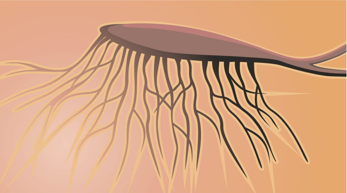P021 Peptide Neuroprotective and Neurotrophic Potential