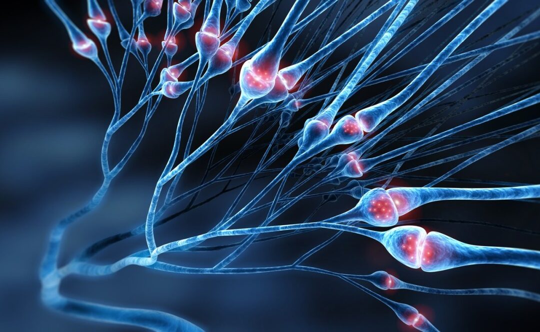Selank Peptide: Potential Support for Neurotransmitters and Neurotrophins