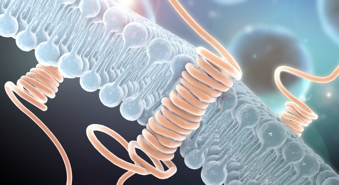 ABP-7 Peptide Support for Cellular Signaling and Migration