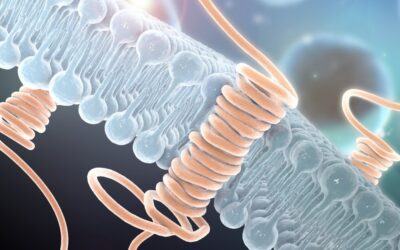 ABP-7 Peptide Support for Cellular Signaling and Migration