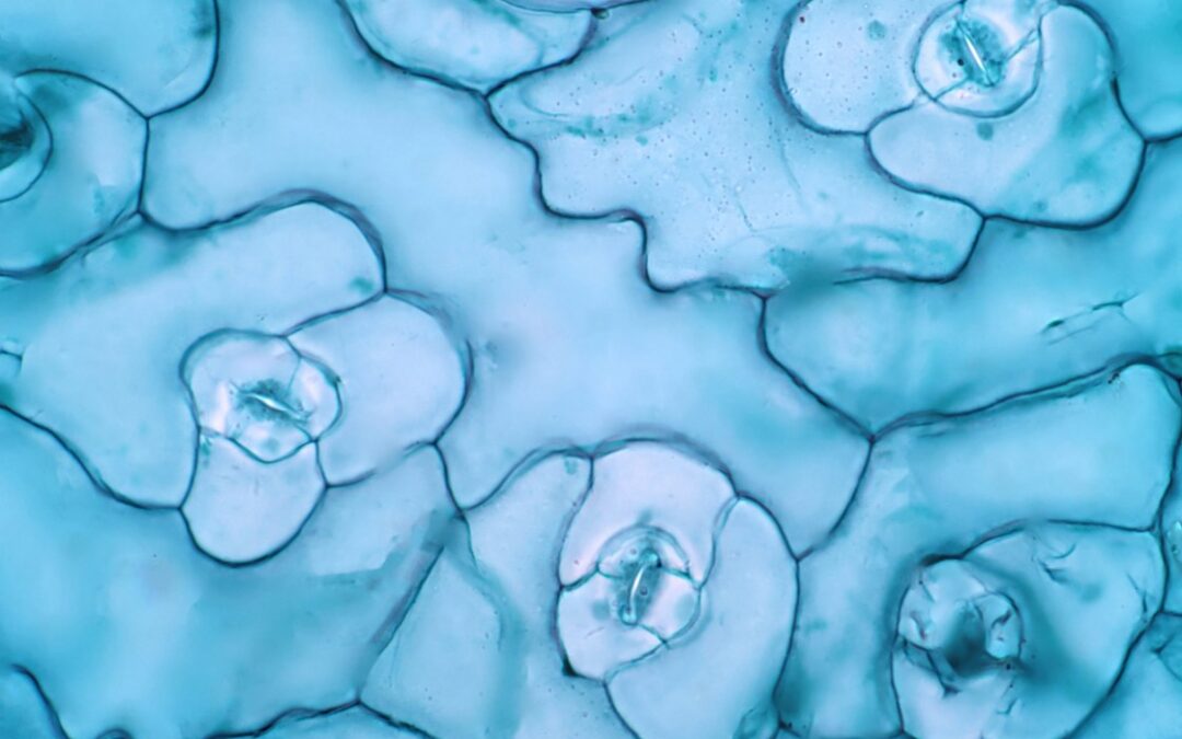 Decapeptide-12: Studies in Skin Cell Lightening and Anti-Aging