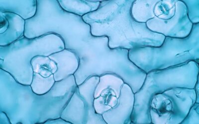 Decapeptide-12: Studies in Skin Cell Lightening and Anti-Aging