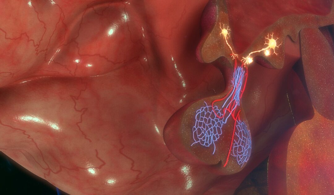 Triptorelin Research for Both Suppression and Stimulation of Pituitary-Gonadal Function