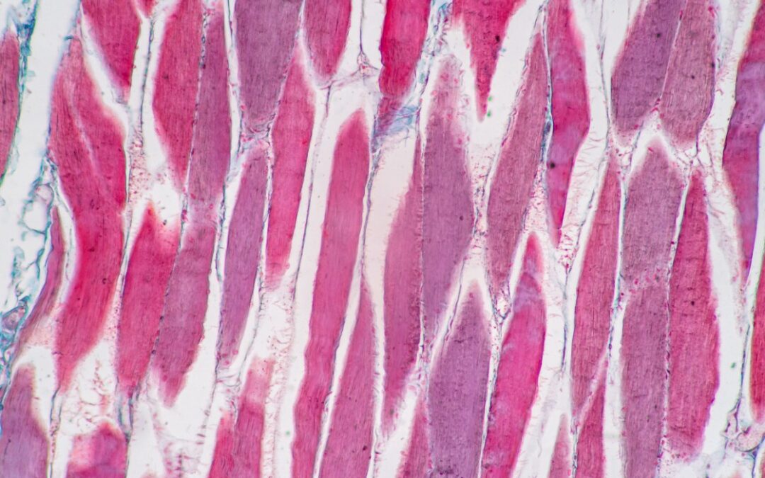 MGF IGF-1 Ec Peptide Potential For Muscle Cell Research