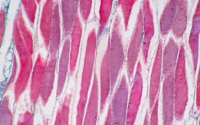 MGF IGF-1 Ec Peptide Potential For Muscle Cell Research