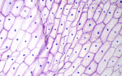 Palmitoyl Tetrapeptide-7 Potential Actions On Dermal Cells and Collagen Synthesis