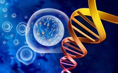 FOXO4-DRI Peptide Potential Interactions with Aged Cell Cultures