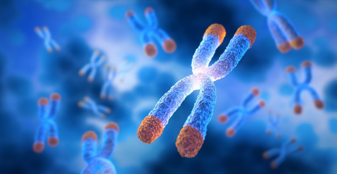 KED Potential Actions in Different Models of Cellular Aging