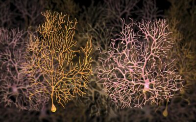 Kisspeptin 45-54 Peptide Interactions with Hypothalamic and Neuronal Cells