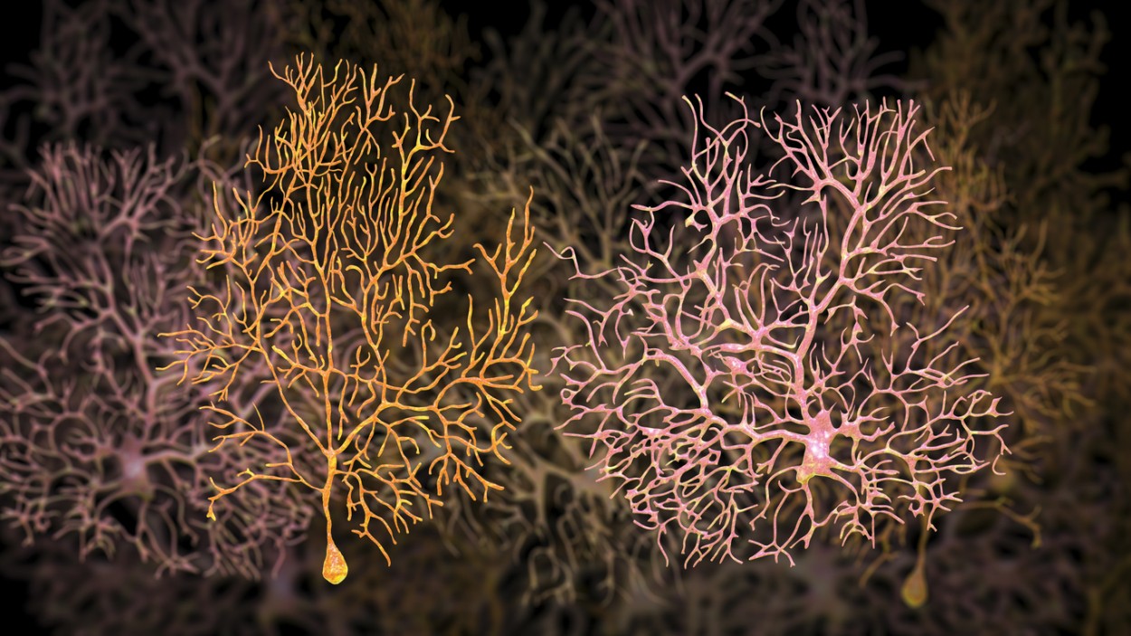 Kisspeptin 45-54 Peptide Interactions with Hypothalamic and Neuronal Cells