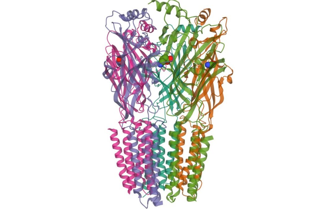 Tripeptide-1 and Its Potential Interactions with Dermal Cells